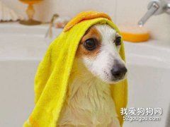 狗狗洗澡必备工具