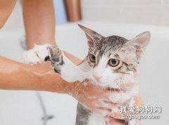 如何给猫咪洗澡