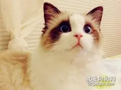 春季养猫注意事项之猫易患毛球症如何怎么办