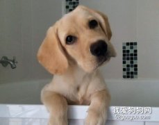 狗狗长期用人类的沐浴露和洗发水有什么危害？