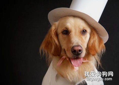 怎么样使狗狗的毛发看着有光泽