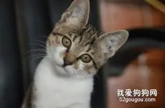 如何科学安全的给猫咪洗澡