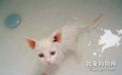 给猫咪洗澡的优缺点