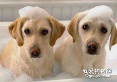给狗狗洗澡的好处有哪些