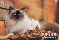 秋季如何护理猫咪？预防疾病怎样做？