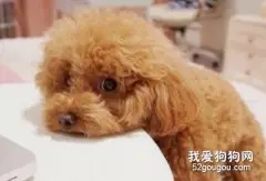 泰迪犬皮肤病如何防治？