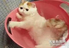 猫主必须知道的给猫咪洗澡的注意事项