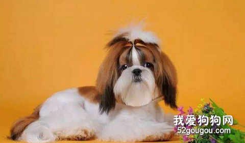 怎么样给西施做平时护理?
