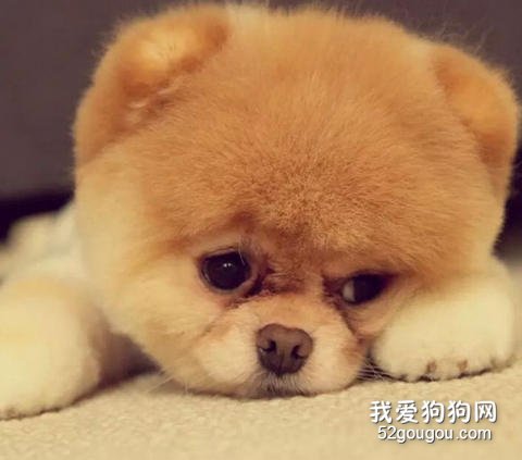 以下不好的的行为会导致狗狗呕吐！