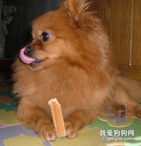 给博美犬吃零食