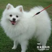 喂养博美犬注意的问题！