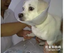 给狗狗打预防针要注意哪些事项？