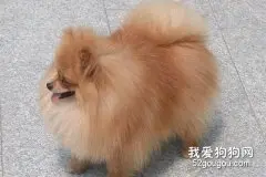 博美犬吃肉好吗？