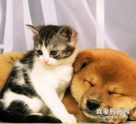 狗狗和猫咪