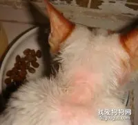 猫咪常见三种皮肤病的预防知识！