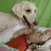 狗狗生产前的征兆