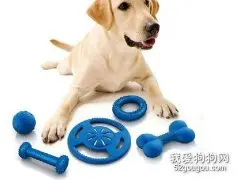 宠物玩具对于幼犬成长意义