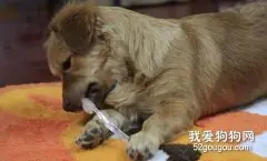 怎么保护幼犬的牙齿？