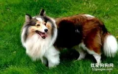 苏格兰牧羊犬太过于胆小怎么训练