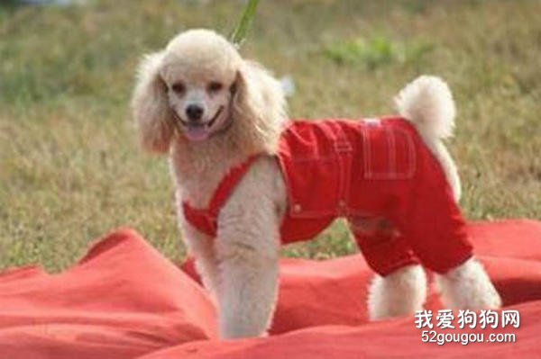 怎么样预防贵宾犬受凉感冒