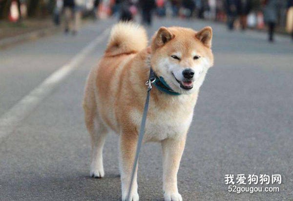喂养柴犬的七个需要注意的地方