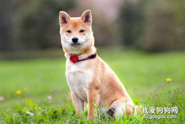 柴犬的练习办法有什么？