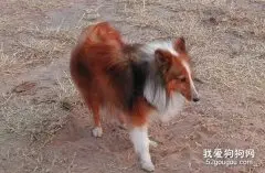 喜乐蒂牧羊犬毛发的梳理方法