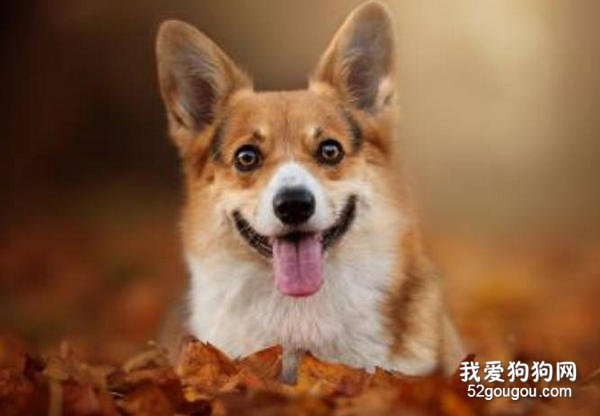 柯基犬有什么显著的优点
