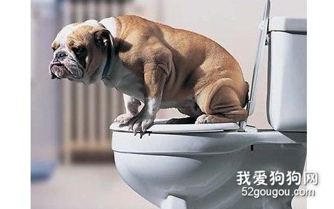 狗狗便秘了如何解决？