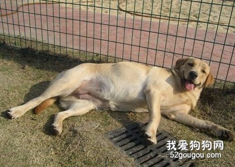 养宠物注意的什么时间