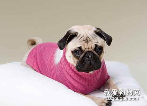 如何给狗狗买衣服？