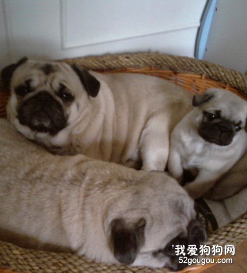 喂养巴哥犬注意哪些地方？