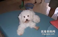 上班族如何养宠物狗狗？