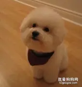 怎么给贵宾犬正确补钙？