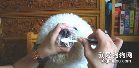 春季狗狗保养维护小常识