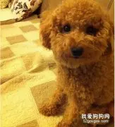 怎么训练泰迪犬？