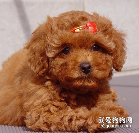 如何了解狗狗的动作？