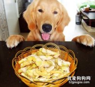 狗狗吃零食注意什么？