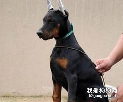 有关杜宾犬的美容知识介绍