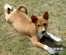 如何培养犬拥有优良品质