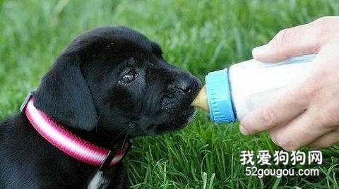 如何照顾还没有断奶的小狗？