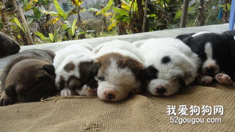 怎么样不同犬的分类