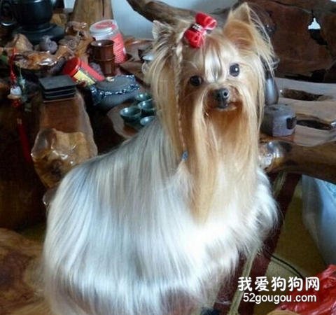约克夏梗的宠物美容要素！