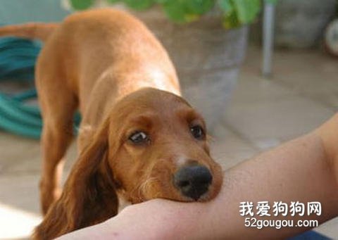 狂犬病预防