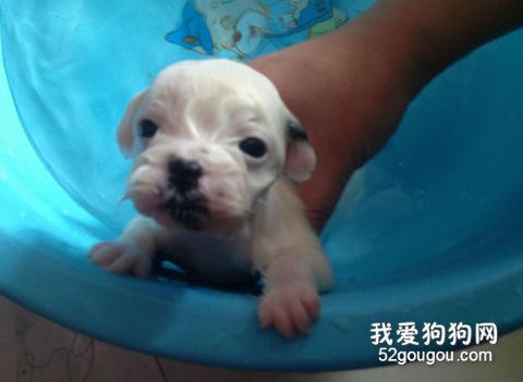 怎么样给小狗洗澡及喂食？