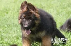 德牧幼犬的秘籍