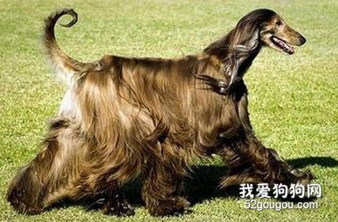 有关长毛狗狗梳理小知识
