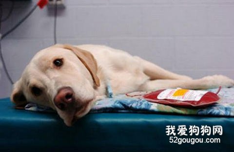 高龄宠物犬的护理办法