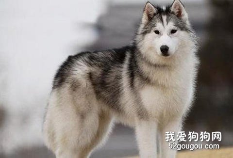 哈士奇的美容办法