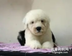 古牧幼犬洗澡的注意事项